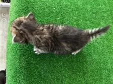 マンチカン(長足)【滋賀県・男の子・2025年8月19日・ブラウンタビー】の写真4