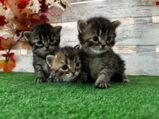 マンチカン(長足)【滋賀県・女の子・2025年8月19日・ブラウンタビー】の写真5