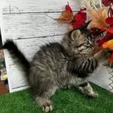 マンチカン(長足)【滋賀県・女の子・2025年8月19日・ブラウンタビー】の写真8