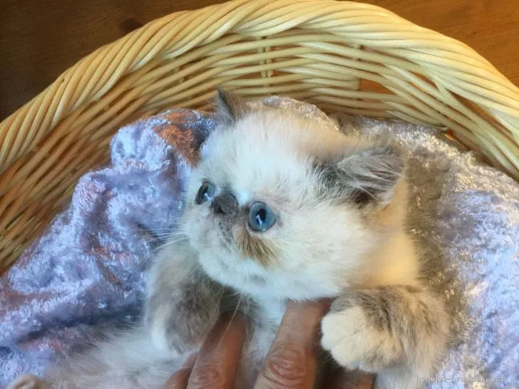 ID：2110-01705の子猫