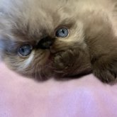 エキゾチックロングヘア
