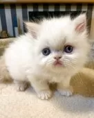 エキゾチックロングヘア【千葉県・男の子・2025年5月9日・クリームポイント】の写真7