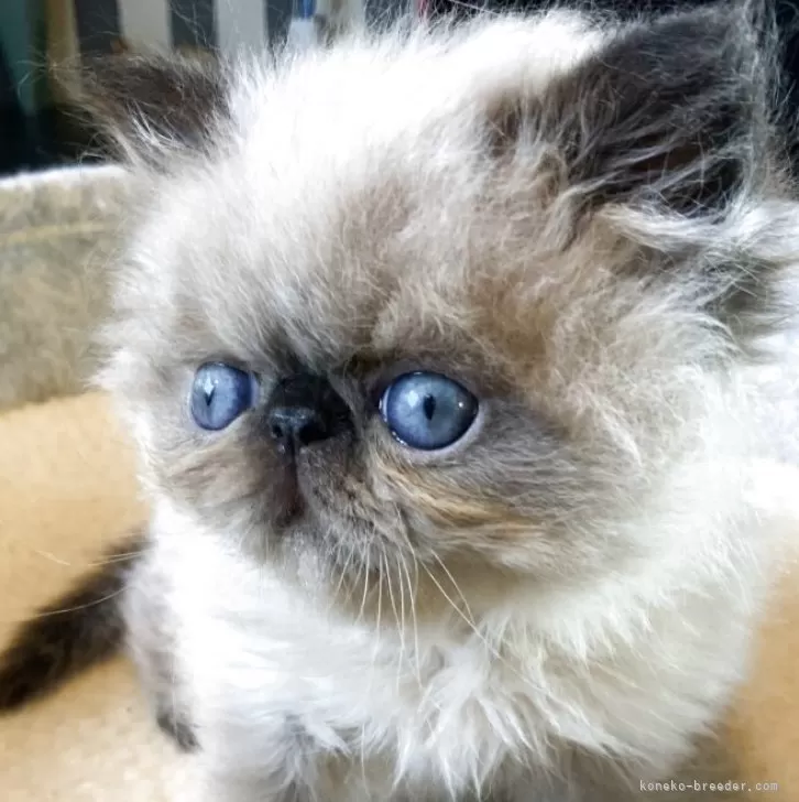 ID:2506-00009の子猫