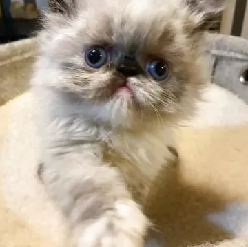 生後６ヶ月♡エキゾチックロングヘア♡子猫ちゃん♡アートドール♡ぬいぐるみ♡ m*u様 海外作家様作 アートドール エキゾチック 子猫 子猫