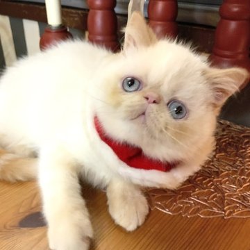 エキゾチックショートヘア【千葉県・男の子・2025年9月20日・フレームポイント】の写真「大きなお目々」