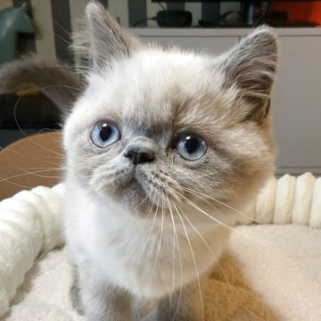 エキゾチックショートヘア【千葉県・男の子・2025年8月29日・ブルーポイント】の写真「おっとりさん」