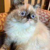 エキゾチックロングヘア