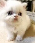 エキゾチックロングヘア【千葉県・男の子・2025年5月9日・クリームポイント】の写真2