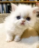 エキゾチックロングヘア【千葉県・男の子・2025年5月9日・クリームポイント】の写真3