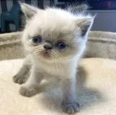 エキゾチックショートヘア【千葉県・男の子・2025年8月29日・ブルーポイント】の写真8