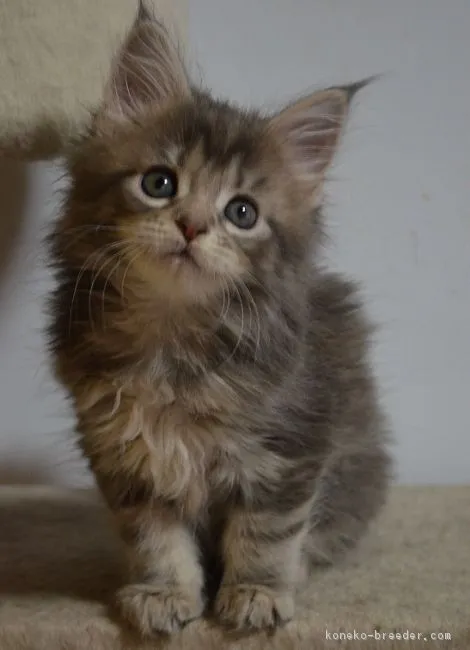 ID:1903-00491の子猫