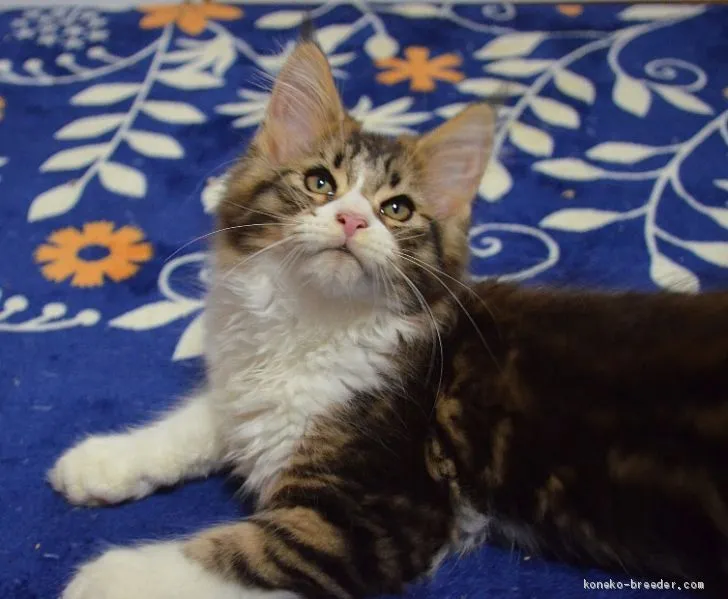 しんちゃん 様のお迎えした子猫