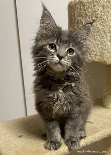 とも 様のお迎えした子猫