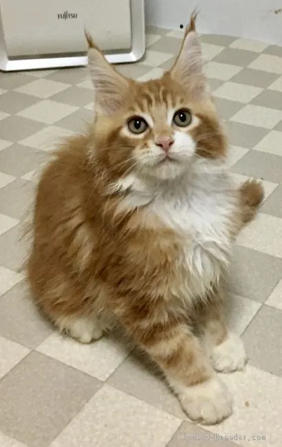 ID：1909-00980の子猫