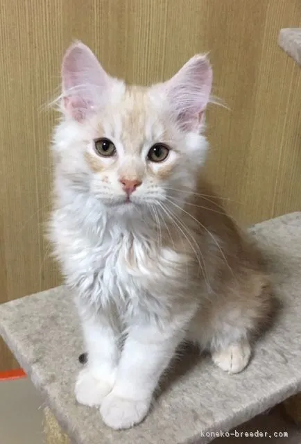 ID:1903-01451の子猫