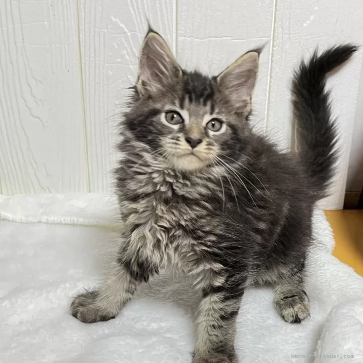ID：2408-02518の子猫