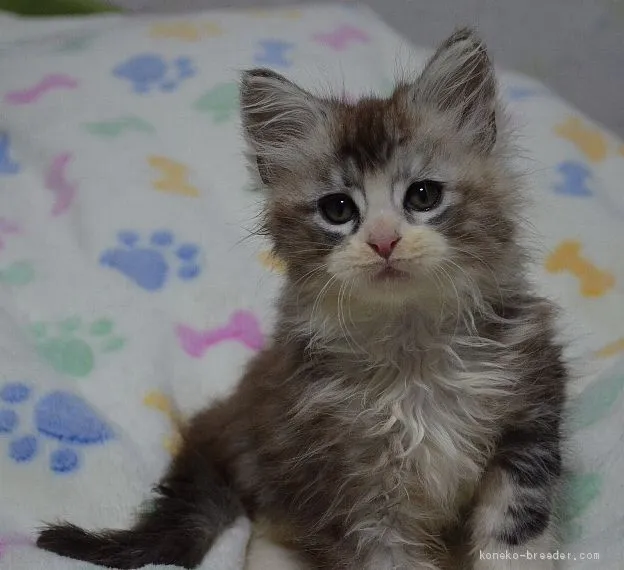 つー 様のお迎えした子猫