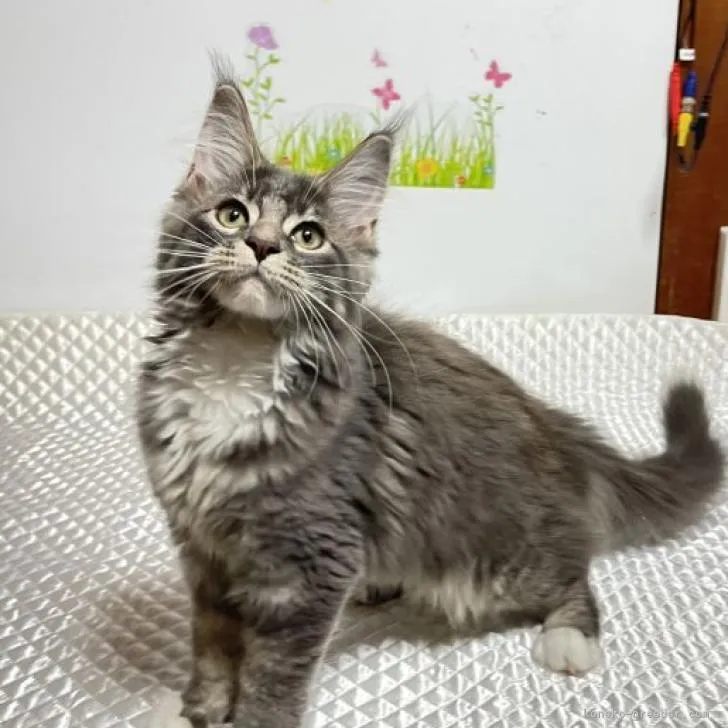 メインクーン【茨城県・女の子・2022年3月21日・ブルーアンドホワイト】の写真1