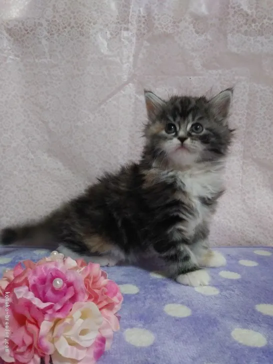 ID：2002-00711の子猫