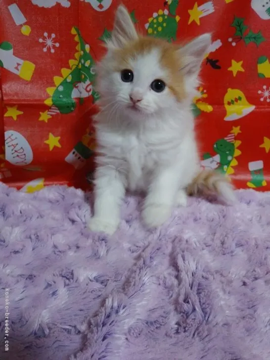 TAKK 様のお迎えした子猫