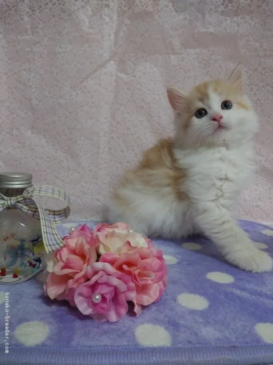 ID：2002-00822の子猫