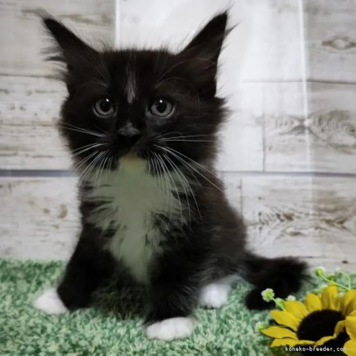 ID:2208-00333の子猫