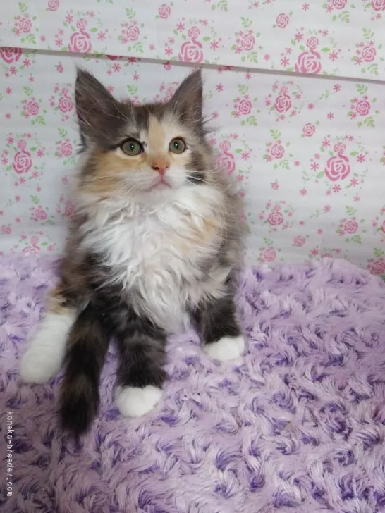 ID:1907-00660の子猫