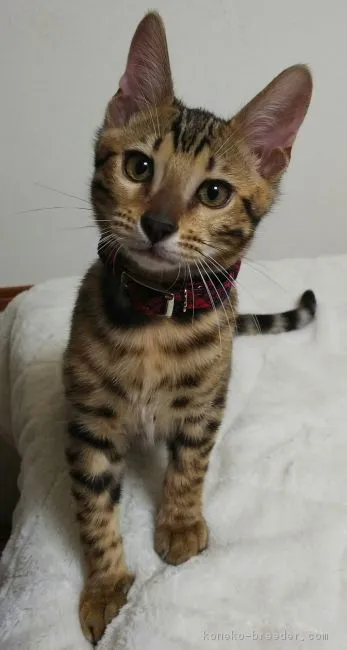ID：1807-00993の子猫