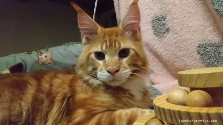 ID：2112-01729の子猫