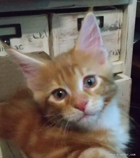 ID：2104-00763の子猫
