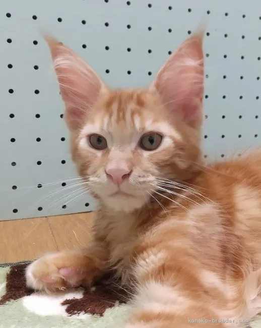ID：2006-01503の子猫