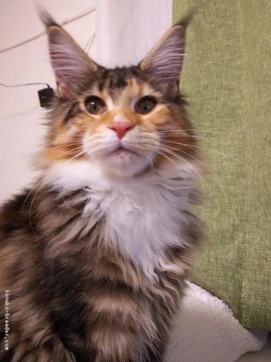 ID:1901-00222の子猫