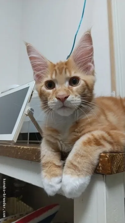 まこブー 様のお迎えした子猫