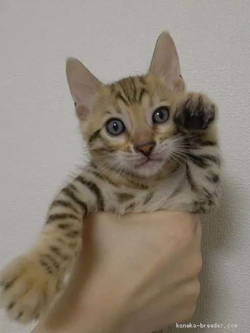 トシゾウ 様のお迎えした子猫