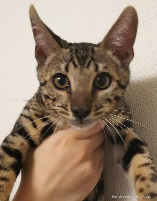 M 様のお迎えした子猫