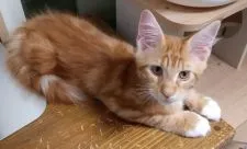 メインクーン【愛知県・男の子・2021年2月8日・レッドクラッシックタビー&ホワイト】の写真4「何枚もお写真撮らんでよ～ハズイなぁ～(笑)」