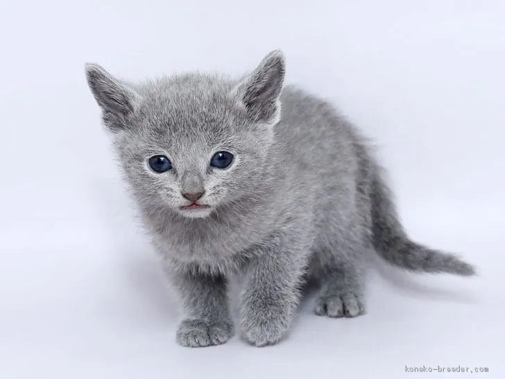 ID：2002-00072の子猫