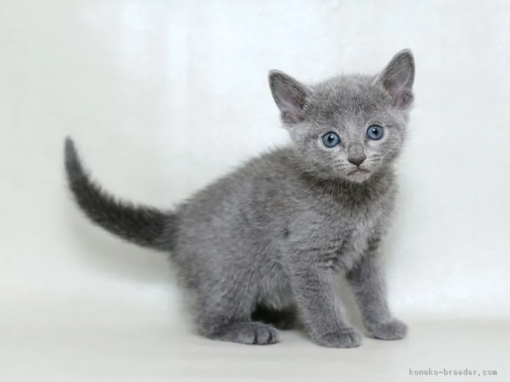 ID:1711-00901の子猫