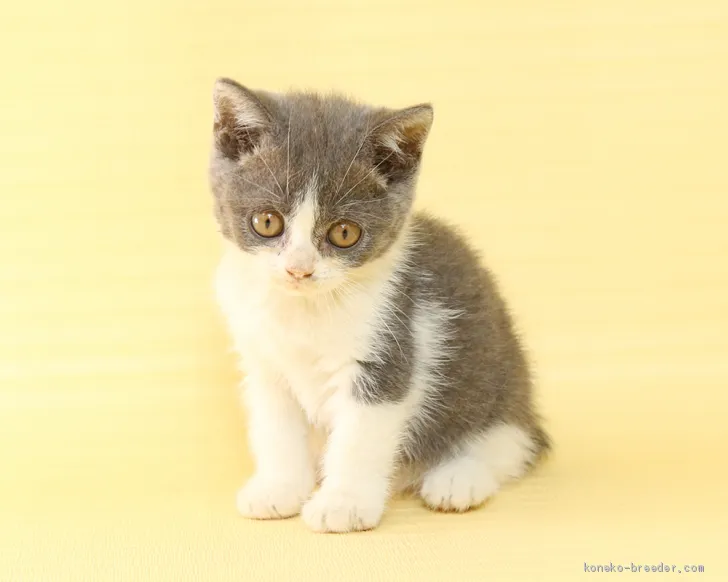 ID：1909-00779の子猫