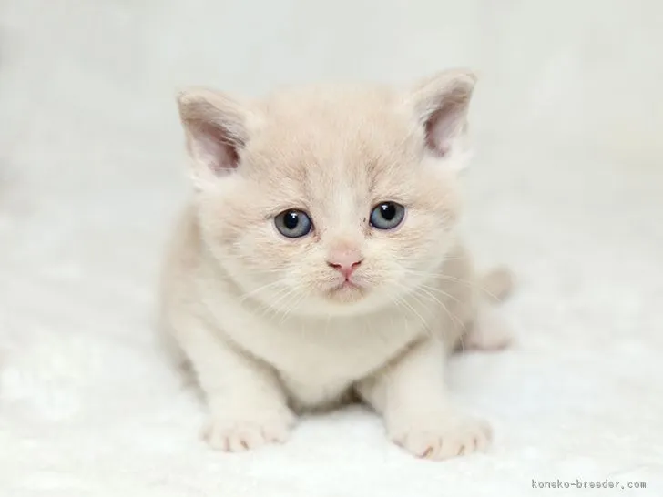 N.T 様のお迎えした子猫