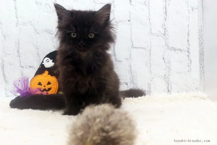 ID：2010-00713の子猫