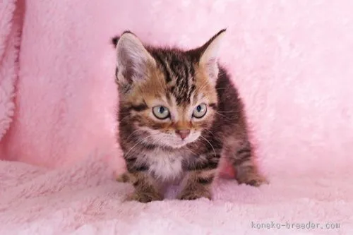 ねこバス 様のお迎えした子猫