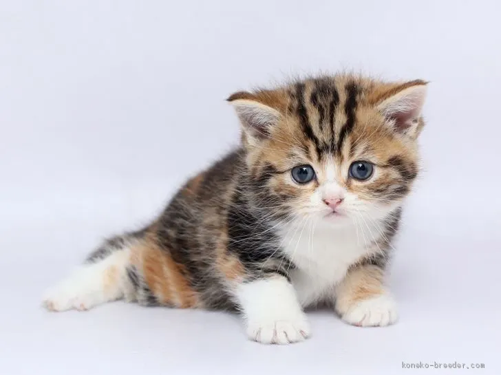 ID：2002-01411の子猫