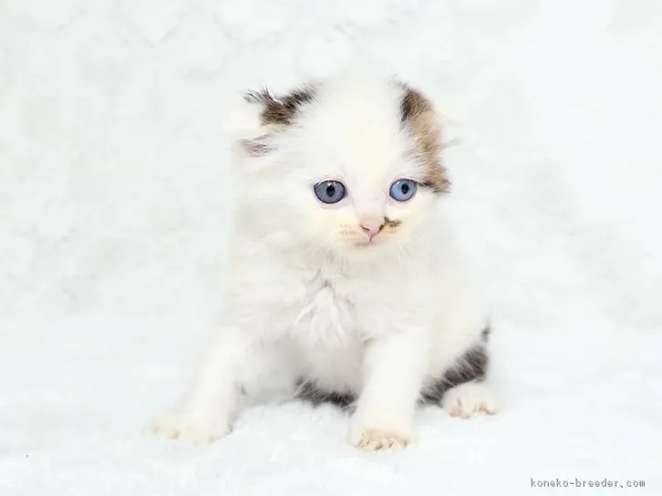 ID:1608-00473の子猫