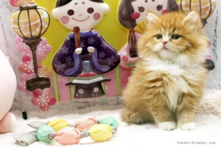 ID:2202-00584の子猫