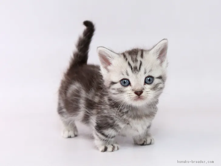 ID:1911-00957の子猫