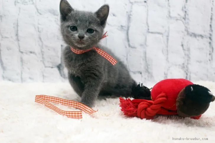 ID：2011-00344の子猫