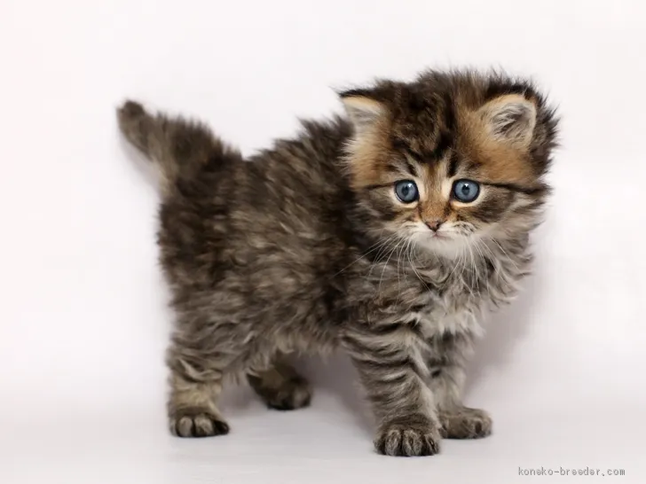 ID:1912-00742の子猫