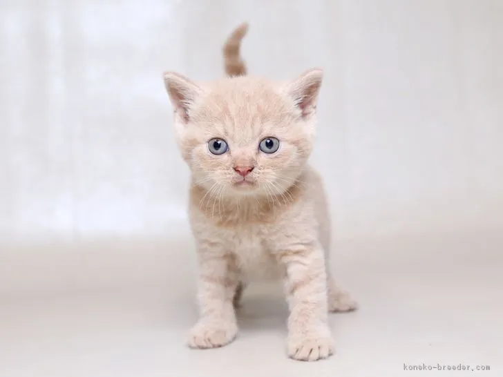 もっさん 様のお迎えした子猫
