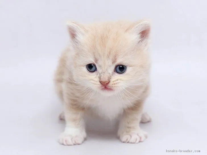 ID：2005-01632の子猫